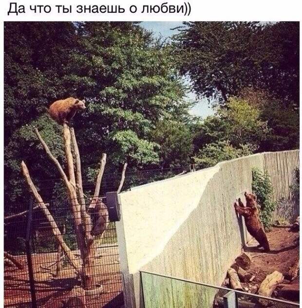 Картинки с надписями мем, прикол, юмор