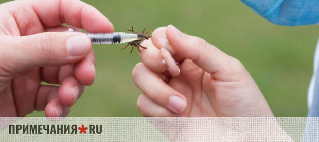 В Крыму стартовала прививочная кампания против клещевого энцефалита