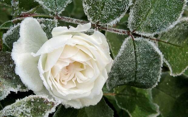 hoarfrost11 Утренний иней