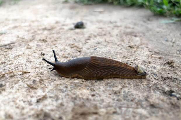 Россиян предупредили о нашествии гигантских испанских слизней