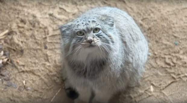 В Ленинградский зоопарк привезут из Барнаула самку манула