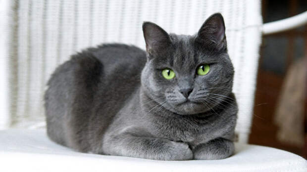 источник фото: animalpin.com