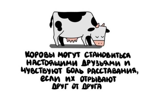 Короткие интересные факты обо всем