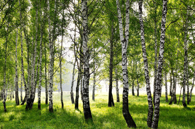 Иммунолог Болибок: от аллергии на пыльцу важно вовремя вакцинироваться