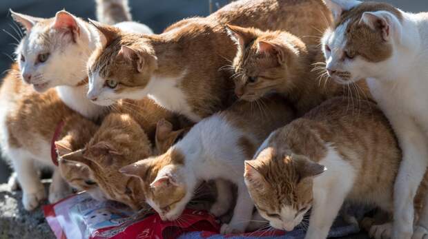 Удивительная и печальная история Острова кошек в Бразилии