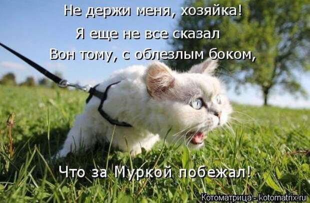 Выпуск 272: Красочные и улыбающие котоматрицы (30 фото) Выпуск 272: Красочные и улыбающие котоматрицы (30 фото)