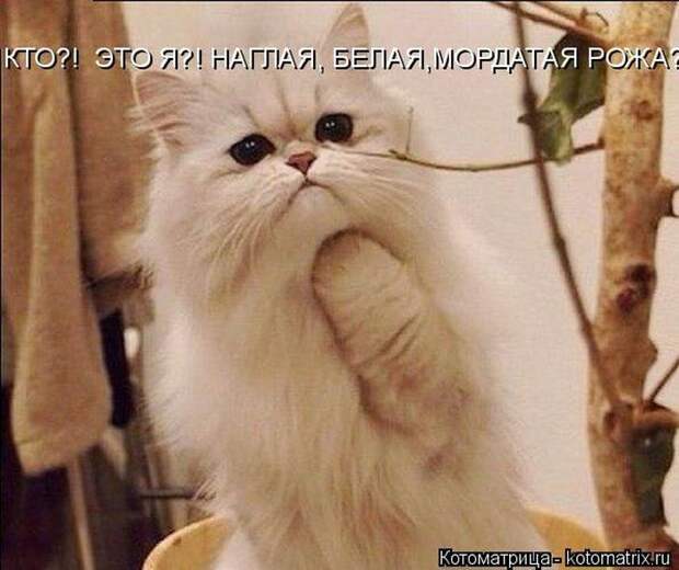 Лучшие котоматрицы недели (50 фото)