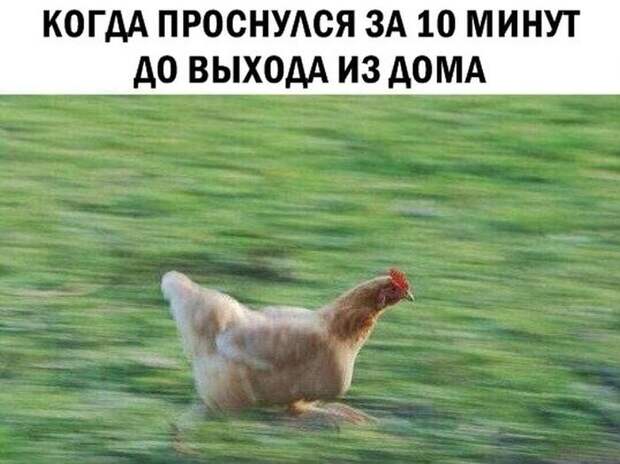 Ржака каждый день!