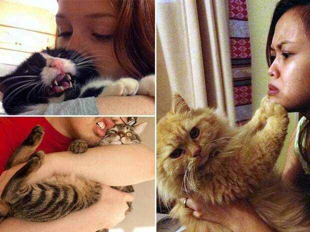 Спаси-и-и-ите!! 15 котов которые терпеть не могут целоваться обниматься, без кота и жизнь не та, коты и кошки, приколы, приколы с котами, смешные коты и кошки, юмор