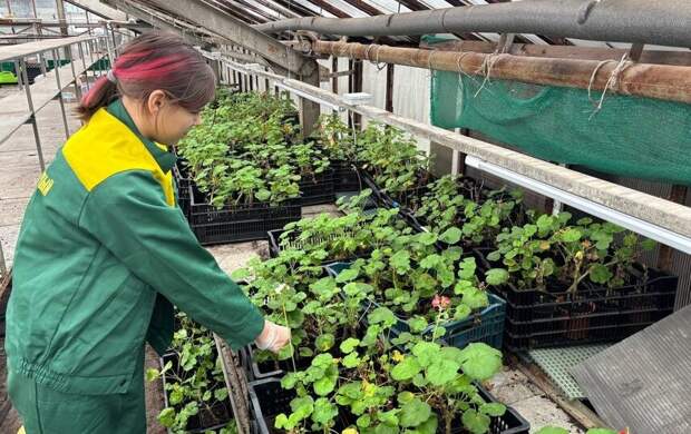 Петербург начал выращивать весну: в оранжереях стартовал посев виол