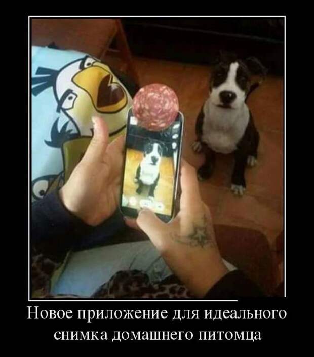 30.  Анекдоты, девушки, демотиваторы, животные, прикол, юмор