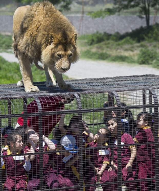 7 любопытных фото из чилийского зоопарка, где в клетках сидят люди, а не звери