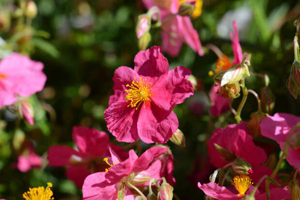Ярко розовые цветки солнцецвета