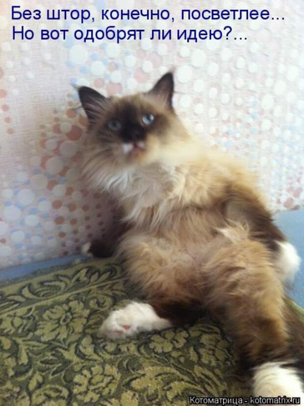 Котоматрица свежак (36 шт)