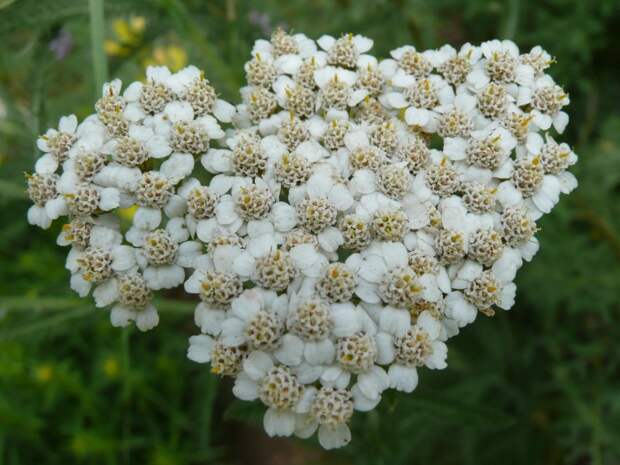 https://info-farm.ru/img/009119-a3cb2ffb161376bd453fa3a63ab809cf.jpg