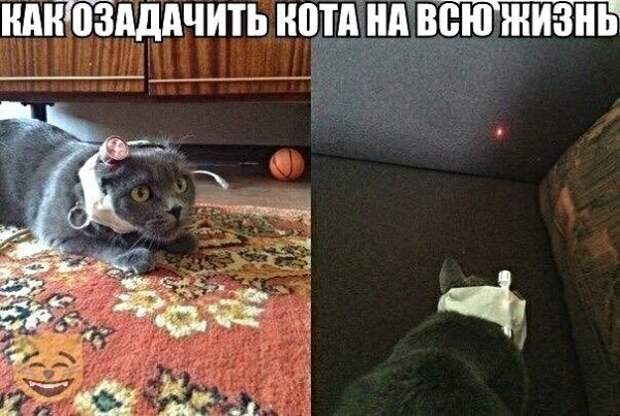 Картинки с надписями, истории и анекдоты