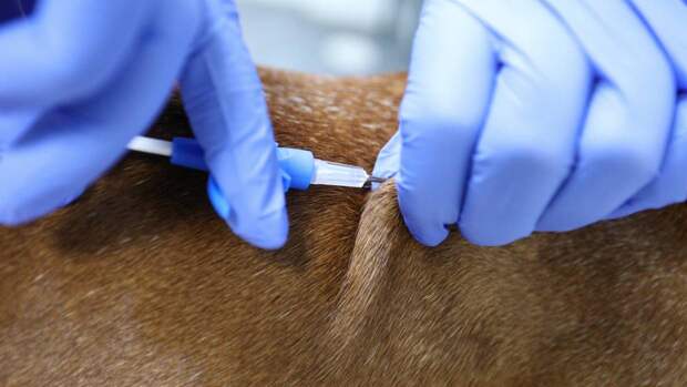 Севастопольские ветеринарные клиники начали вакцинировать животных от COVID-19