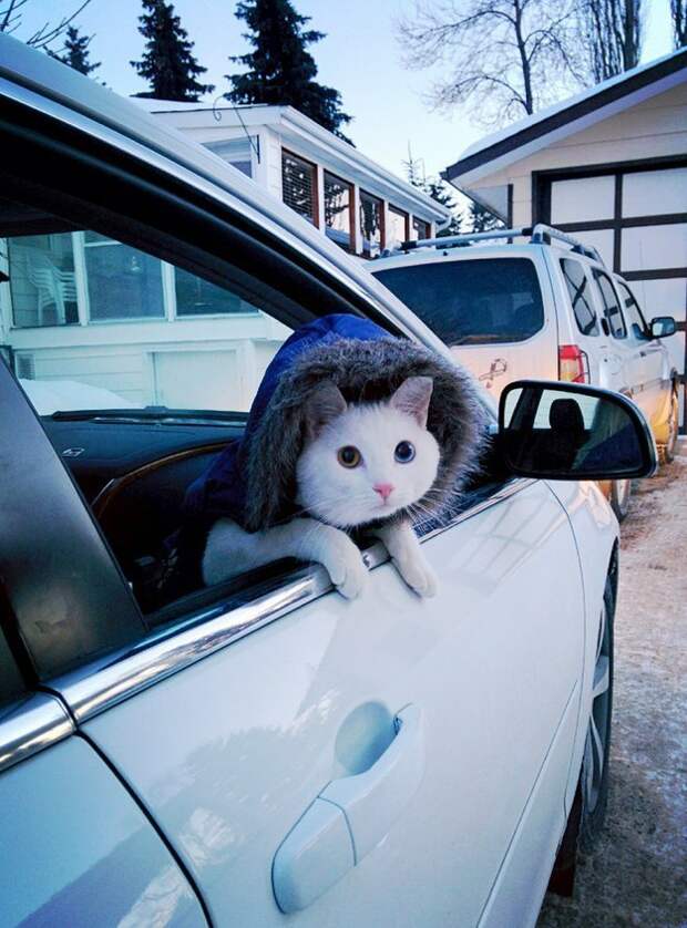 кошки делают мир лучше