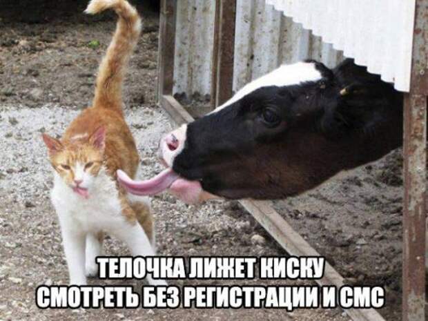 Прикольные фотомемы для настроения (31 шт)