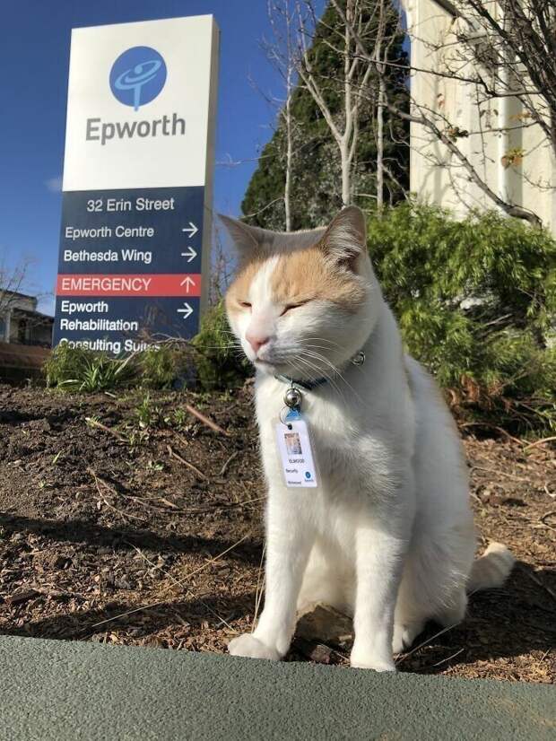 Этот кот бродил возле больницы почти год. В итоге его "наняли" как охранника больницы