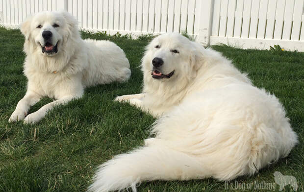 Great Pyrenees