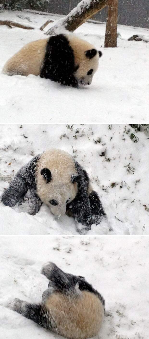 Без кота и жизнь не та