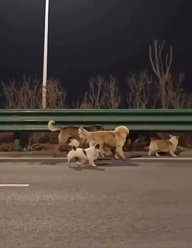 СОБАКИ И ДРУГИЕ ЛЮДИ