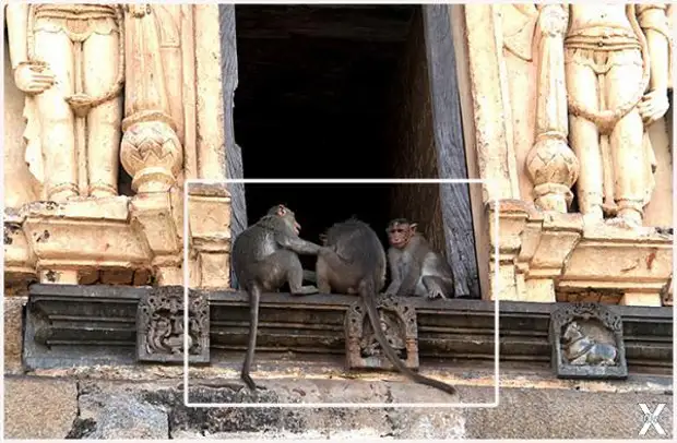 Сейчас здесь царствуют дикие обезьяны