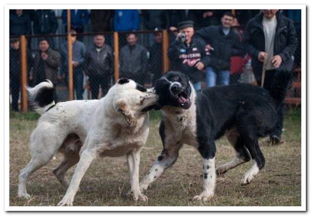 Собачьи бои