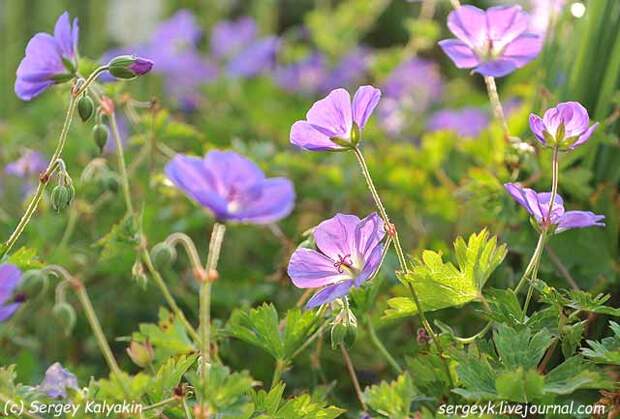 Geranium Rozanne.JPG