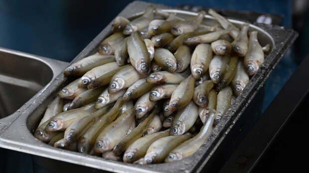 Золотая рыбка: почему корюшка в Петербурге с каждым годом становится все дороже