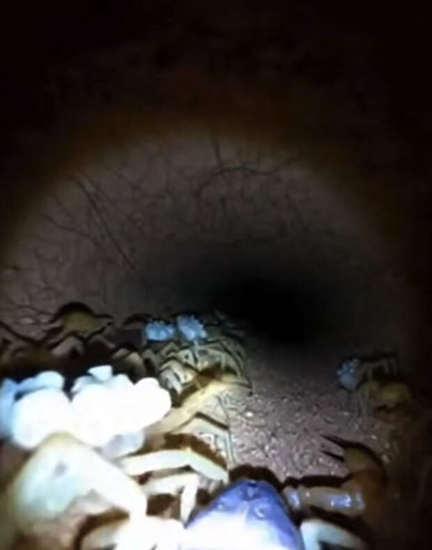 Фото: 9gag/скриншот