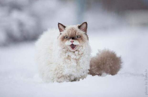 животные впервые в жизни видят снег (5)