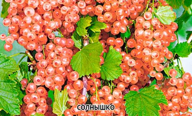 смородина золотистая Солнышко