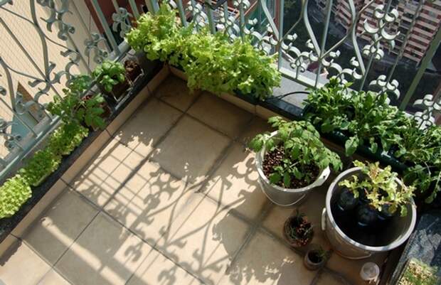 Огород на балконе фото
