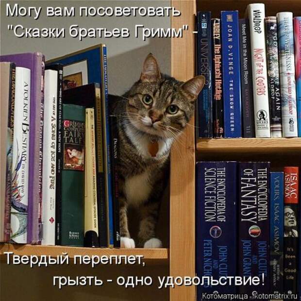 Свежая котоматрица для настроения (35 фото)