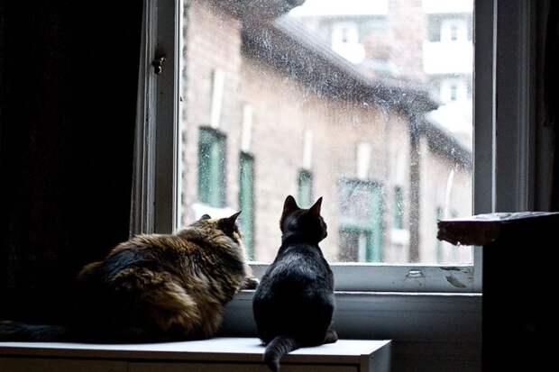 меланхоличные коты ждут хозяина у окна (23)