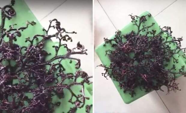 Неизвестное существо обнаружили во Вьетнаме Неизвестное существо обнаружили во Вьетнаме