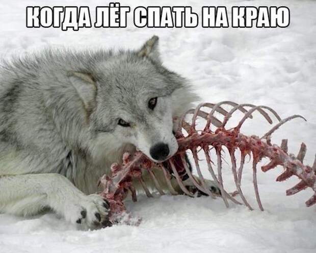 Прикольные картинки. Вечерний выпуск (50 фото)