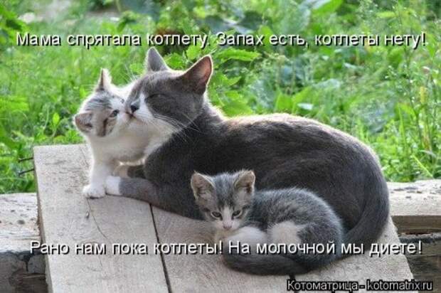 Отличная котоматрица на Бугаге (35 фото)
