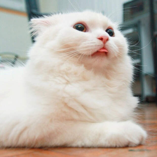 Картинки по запросу фото кошка альбинос