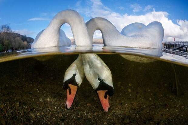 Крутые победители конкурса подводной фотографии Underwater Photographer Of The Year