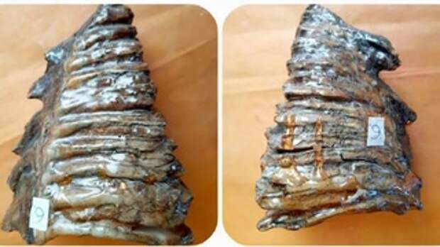 Зубы мамонта продает житель Рубцовска / Фото: www.avito.ru