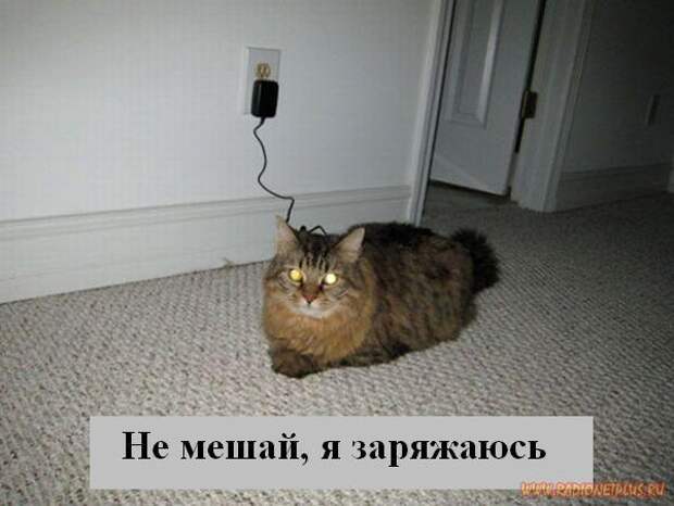 Котоматрица Мысли вслух