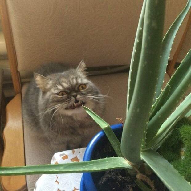 Прикольные картинки абавсём:D (05.05.16)