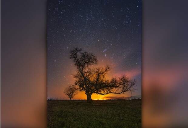 Неизвестные срубили в Астраханской области знаковое дерево