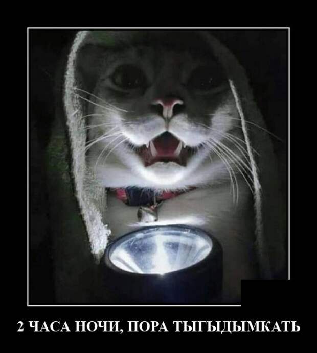 Демотиватор про кота