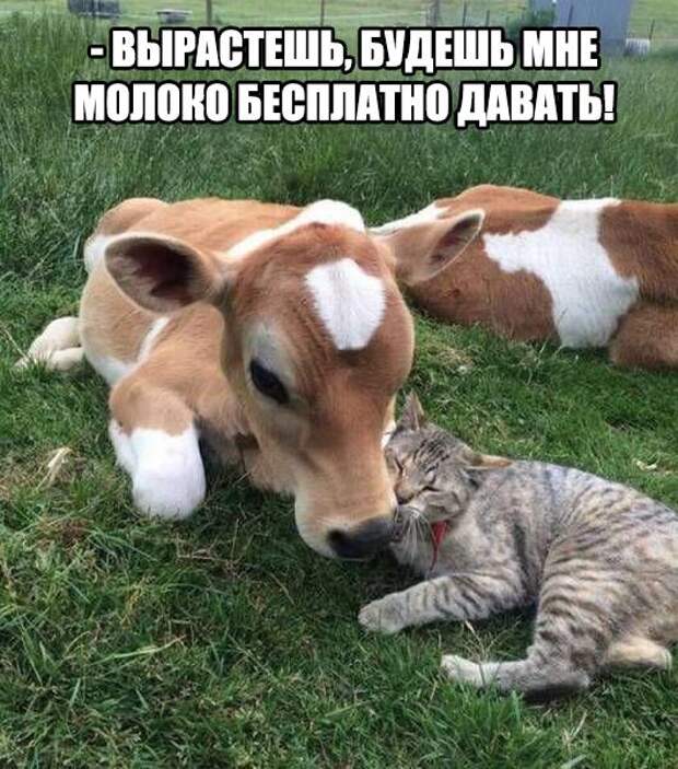Картинки, юмор, приколы