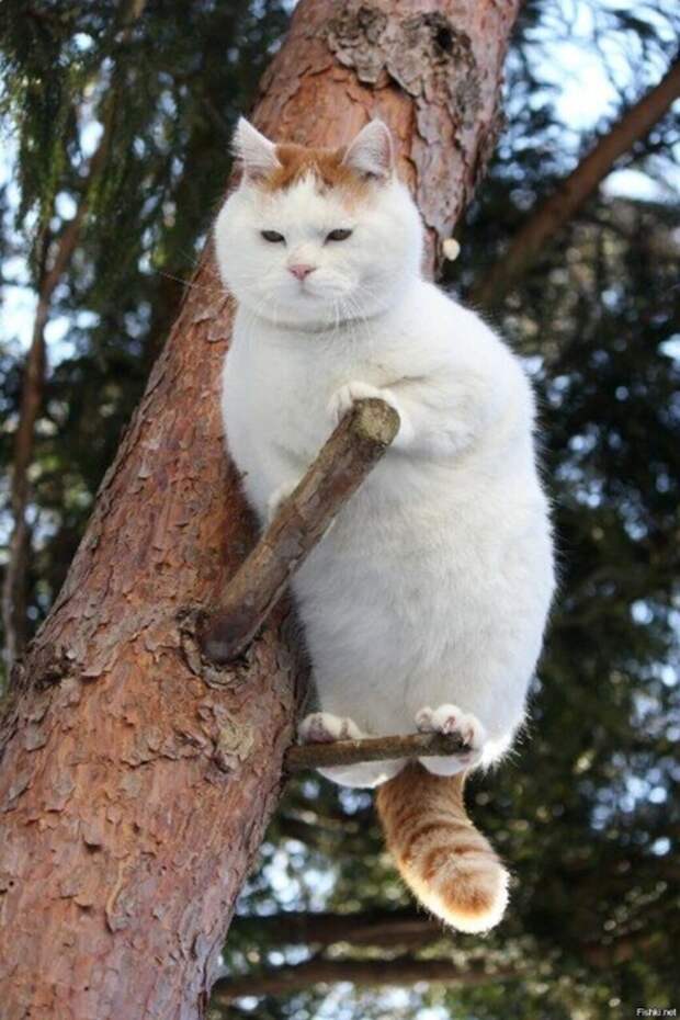 5ed50d7fb997713352b1df01e38600bd (466x700, 240Kb)