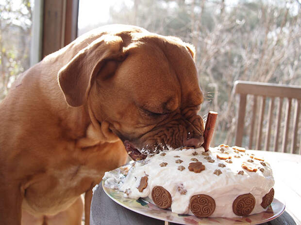 pets-that-have-better-birthday-parties-than-you-58-570e494e66142__700